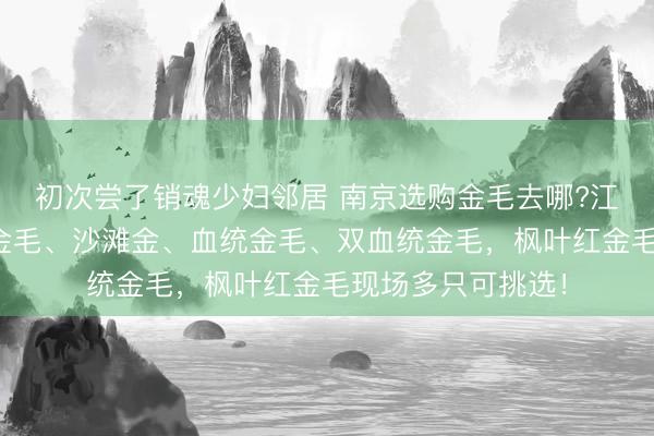 初次尝了销魂少妇邻居 南京选购金毛去哪?江宁名宠基地奶油金毛、沙滩金、血统金毛、双血统金毛，枫叶红金毛现场多只可挑选！
