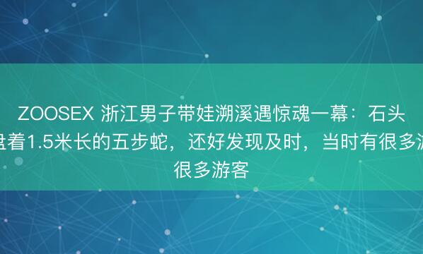 ZOOSEX 浙江男子带娃溯溪遇惊魂一幕：石头下盘着1.5米长的五步蛇，还好发现及时，当时有很多游客